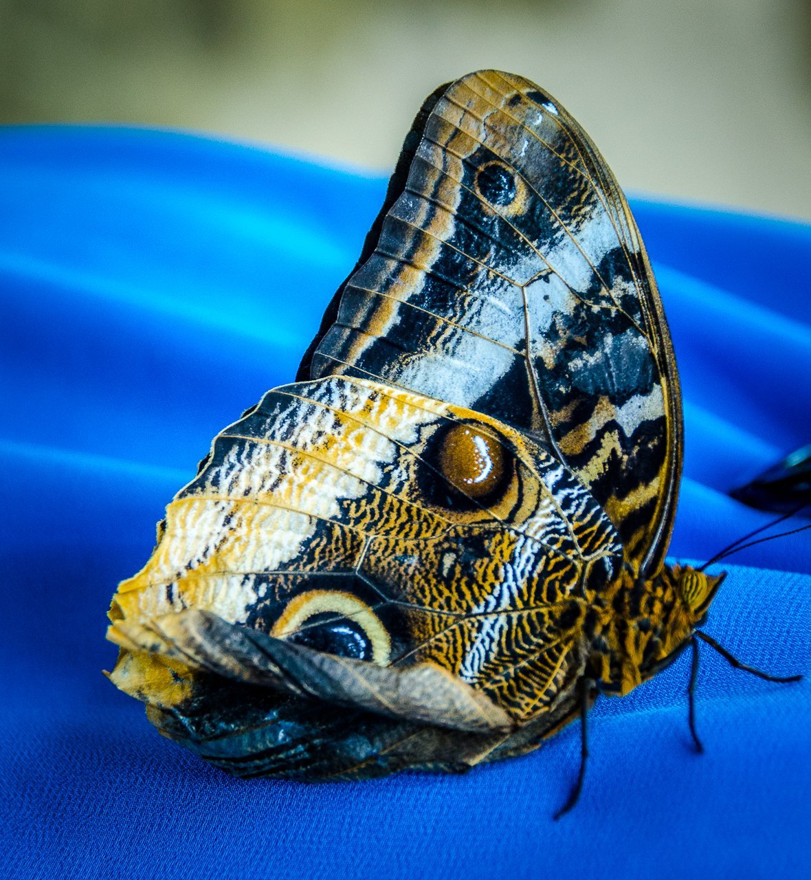 Digital Download Butterfly on Blue LIC