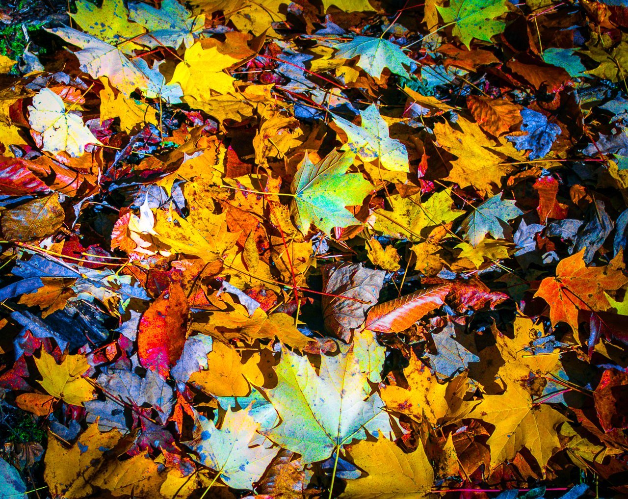 Digital Download Carpet of Leaves LIC JaiGieEse PhotoArt