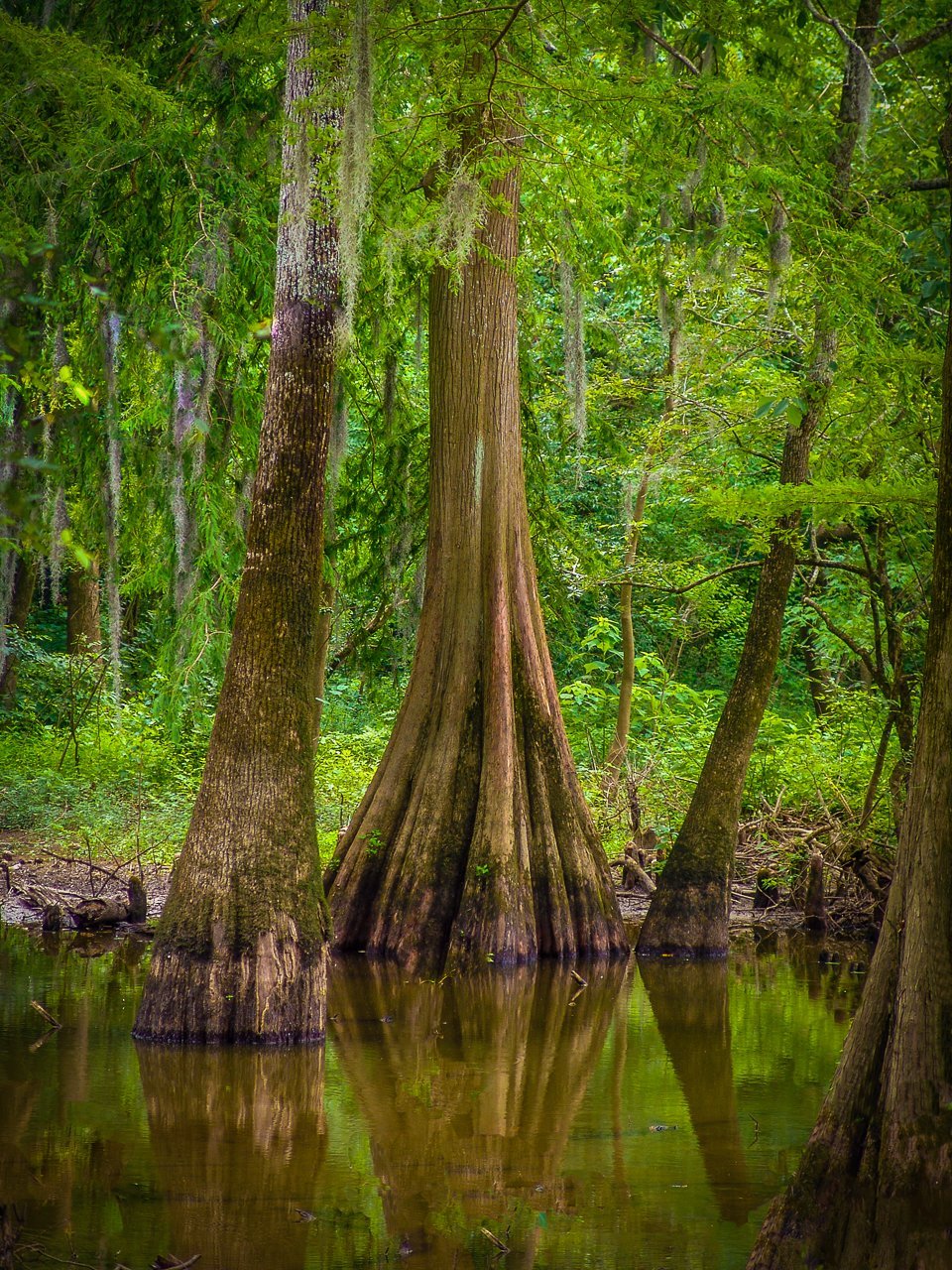 Paper Print Cypress Reflections
