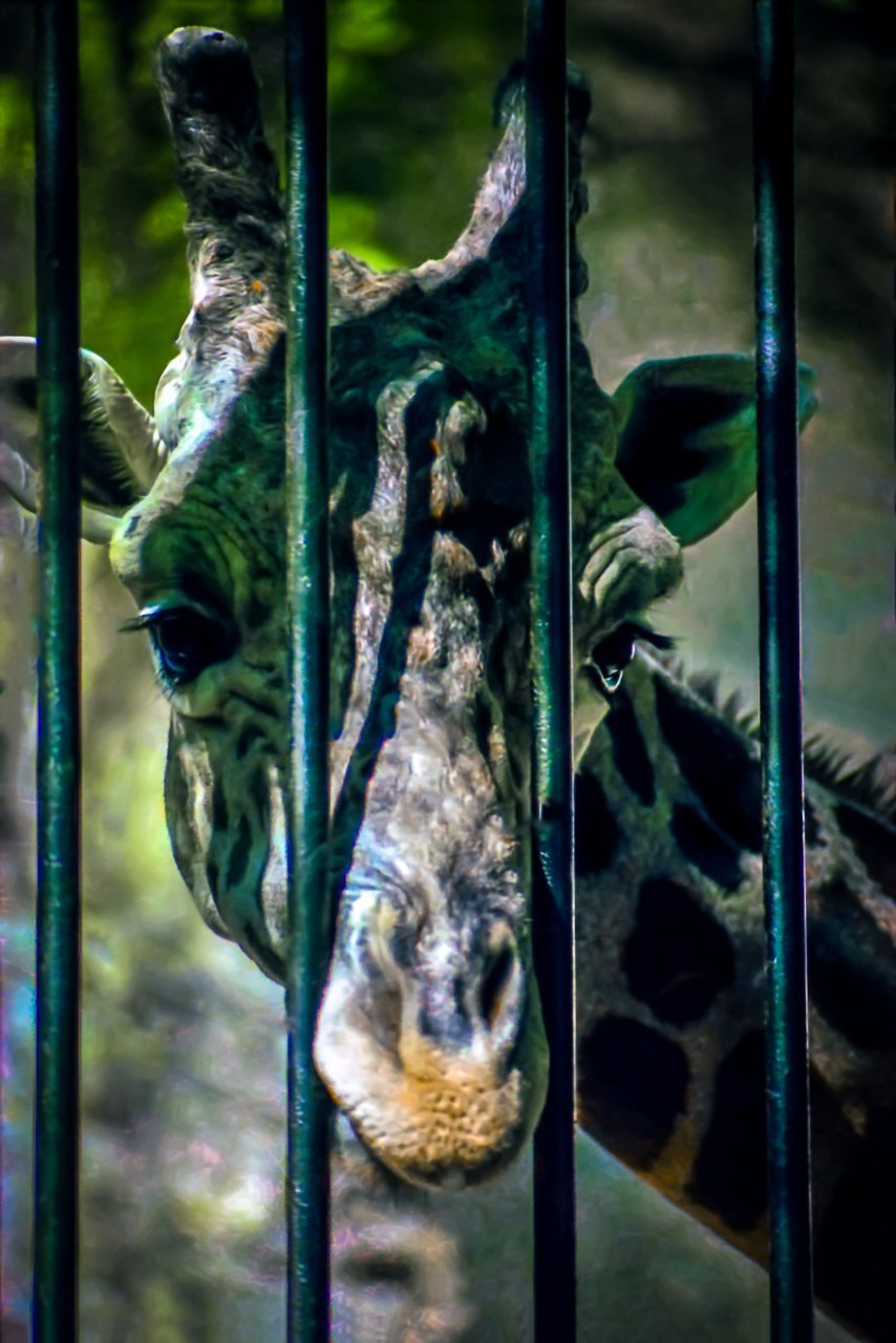 Paper Print Giraffe Peeking Through the Bars JaiGieEse PhotoArt