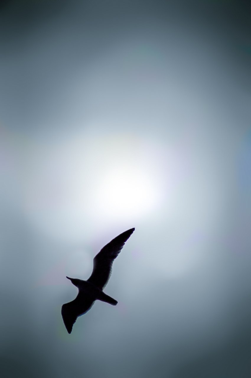 Paper Print Seagull in Flight JaiGieEse PhotoArt